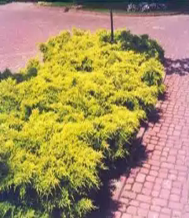           Juniperus media Gold Star